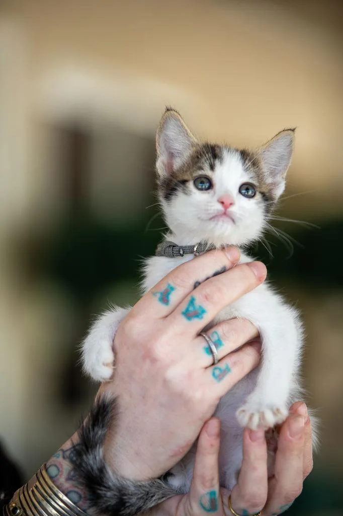 A baby small-sized female Domestic Short Hair cat named Fennel for adoption in Los Angeles, CA