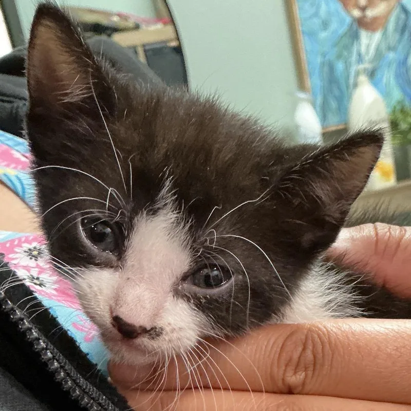 A baby small-sized female Black Domestic Short Hair cat named Muffin for adoption in Pensacola, FL
