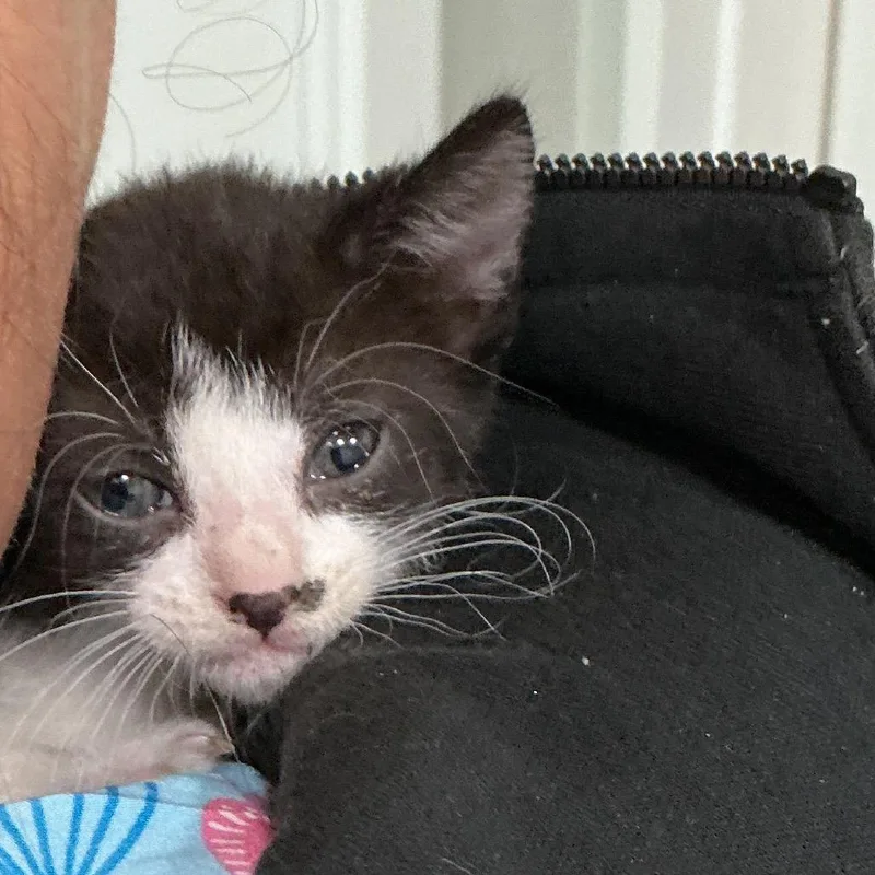 Muffin thumbnail 2