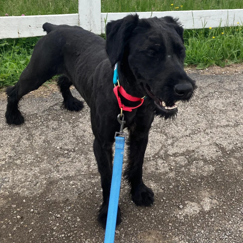A young medium-sized female Black Giant Schnauzer dog named Dessie for adoption in Washington, PA