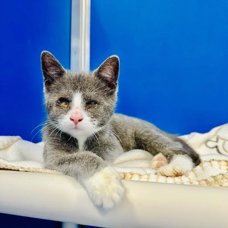 A baby small-sized male Gray / Blue / Silver Domestic Short Hair cat named Maester Aemon for adoption in East Smithfield , PA