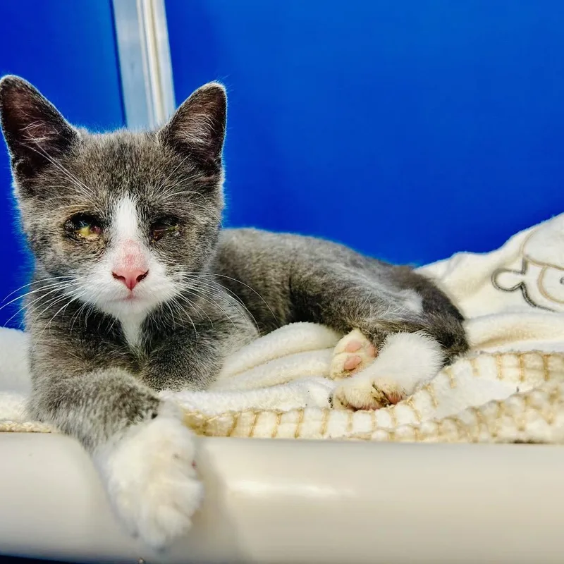 Maester Aemon thumbnail 2