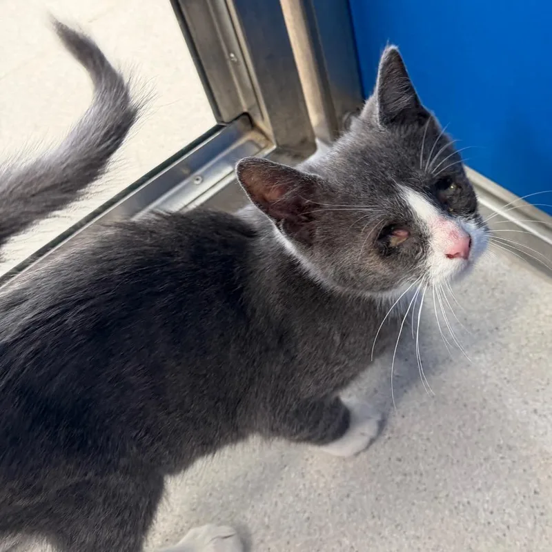 Maester Aemon thumbnail 3