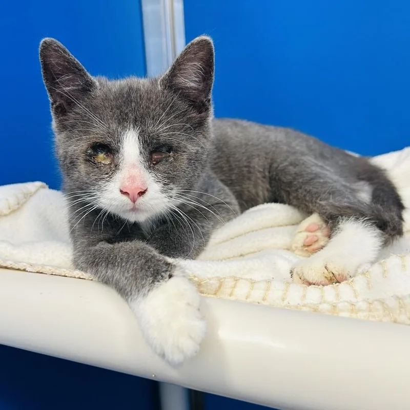 Maester Aemon thumbnail 4