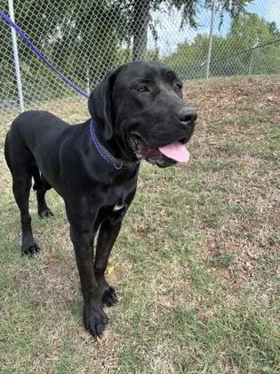 An adult large-sized female Labrador Retriever dog named Allie for adoption in Conway, AR