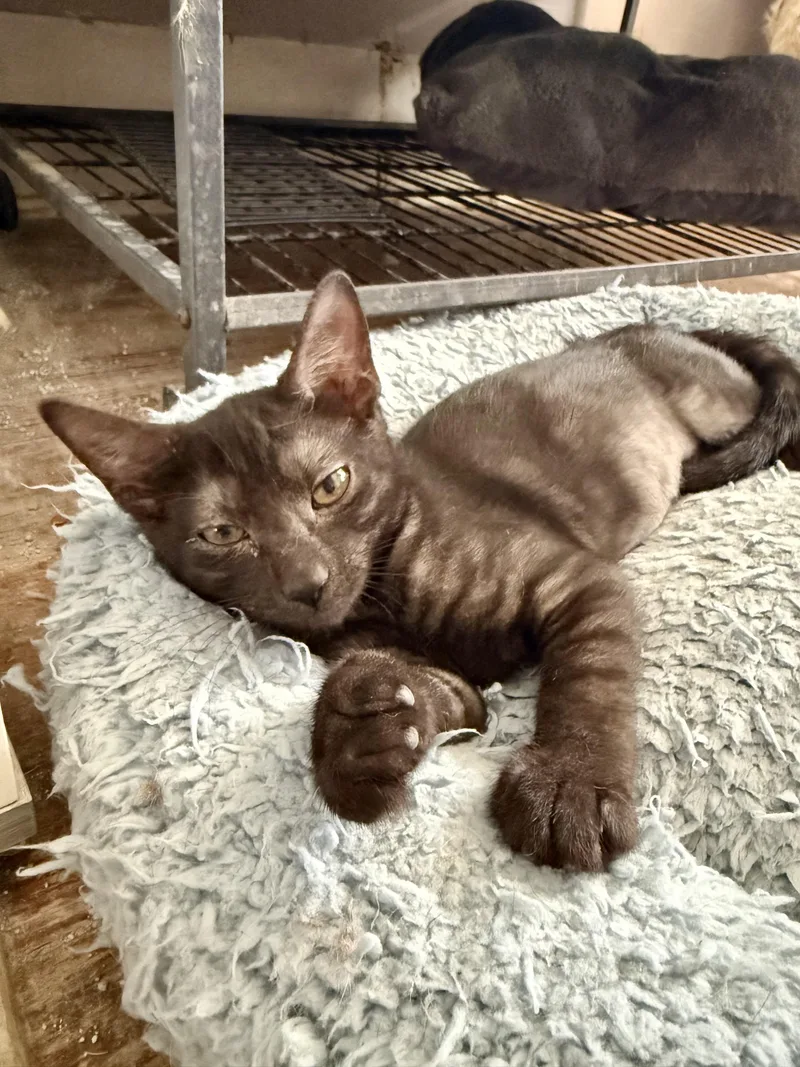 A young medium-sized female Black Domestic Short Hair cat named Abigail for adoption in Shreveport, LA