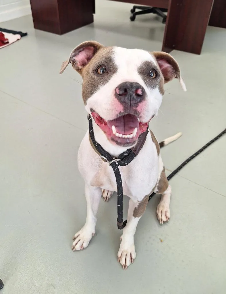 A young medium-sized female Pit Bull Terrier dog named Jade for adoption in Noble, OK