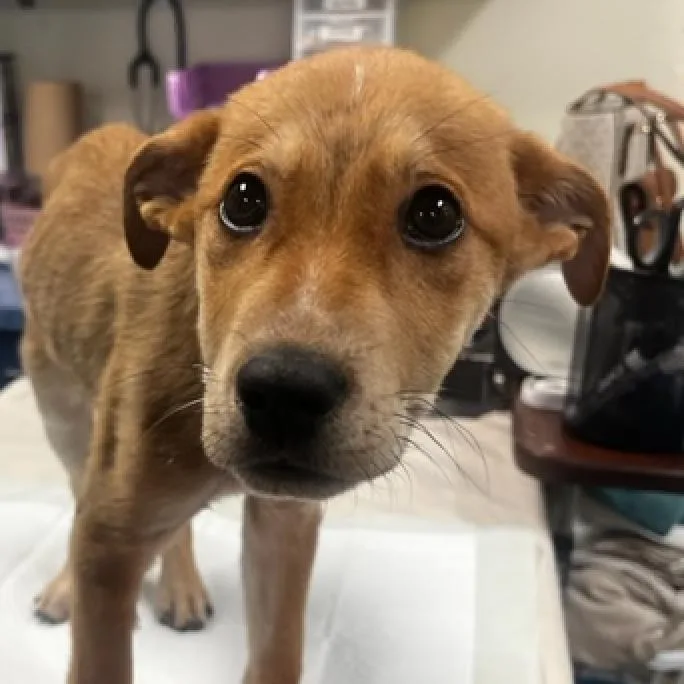 An adult medium-sized male Yellow / Tan / Blond / Fawn Shepherd dog named Toby for adoption in Lynchburg, VA