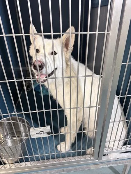 A young medium-sized male Mixed Breed dog named Mondelez for adoption in New York, NY