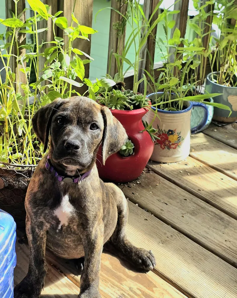 A baby medium-sized male Hound dog named Pony for adoption in Marshall, NC