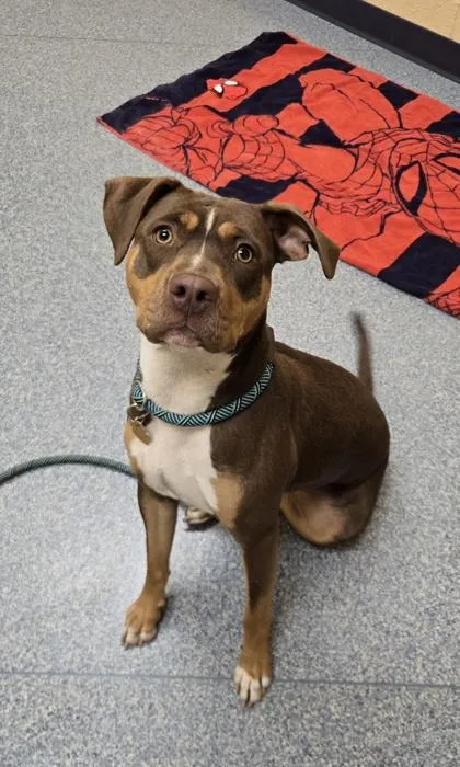 An adult large-sized female Pit Bull Terrier dog named Chocolate Milk for adoption in Westland, MI