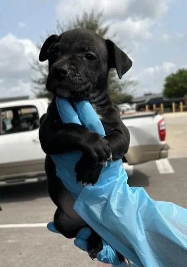 A baby medium-sized male Hound dog named Cicero for adoption in San Antonio, TX
