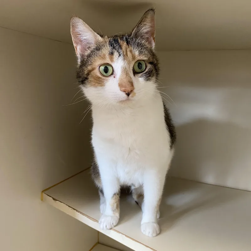 An adult medium-sized female White Domestic Short Hair cat named Florrie for adoption in Somerset, NJ