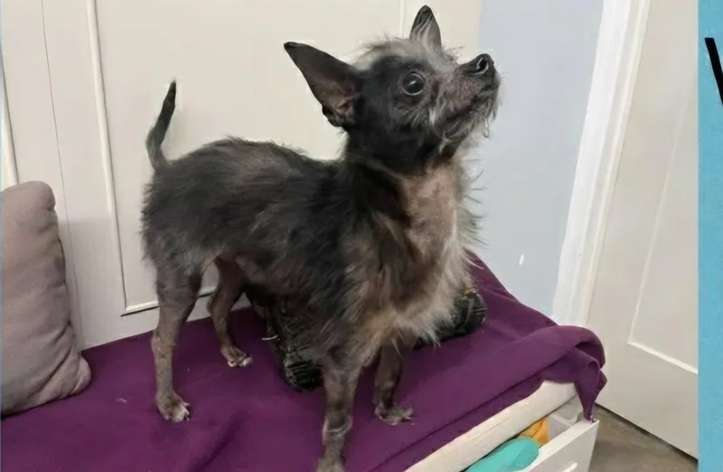 Lil Duke