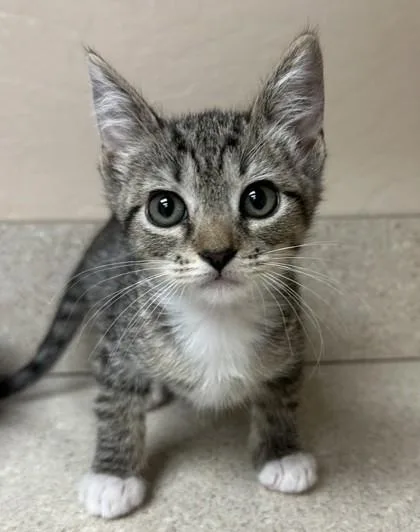 A young small-sized female Domestic Short Hair cat named Alice for adoption in Phoenix, AZ
