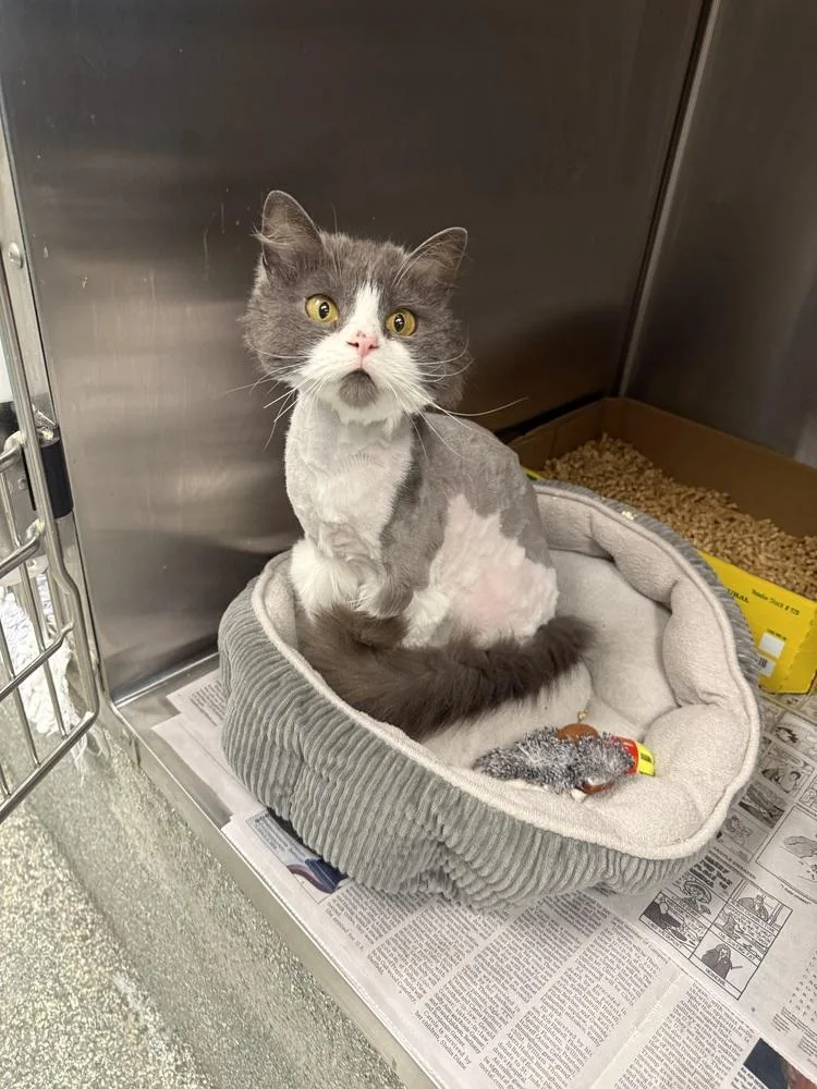 An adult medium-sized female Gray & White Domestic Long Hair cat named Tator for adoption in Albany, WI