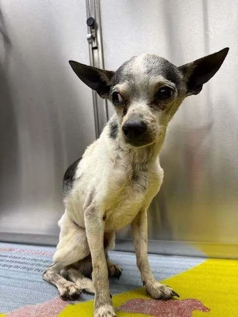 An adult small-sized male Tricolor (Brown, Black, & White) Chihuahua dog named Nacho for adoption in Waverly, OH
