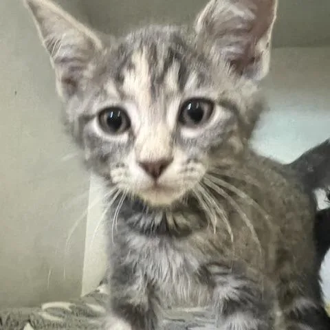 A baby small-sized female Gray / Blue / Silver Domestic Short Hair cat named Smokey for adoption in Dayton, OH