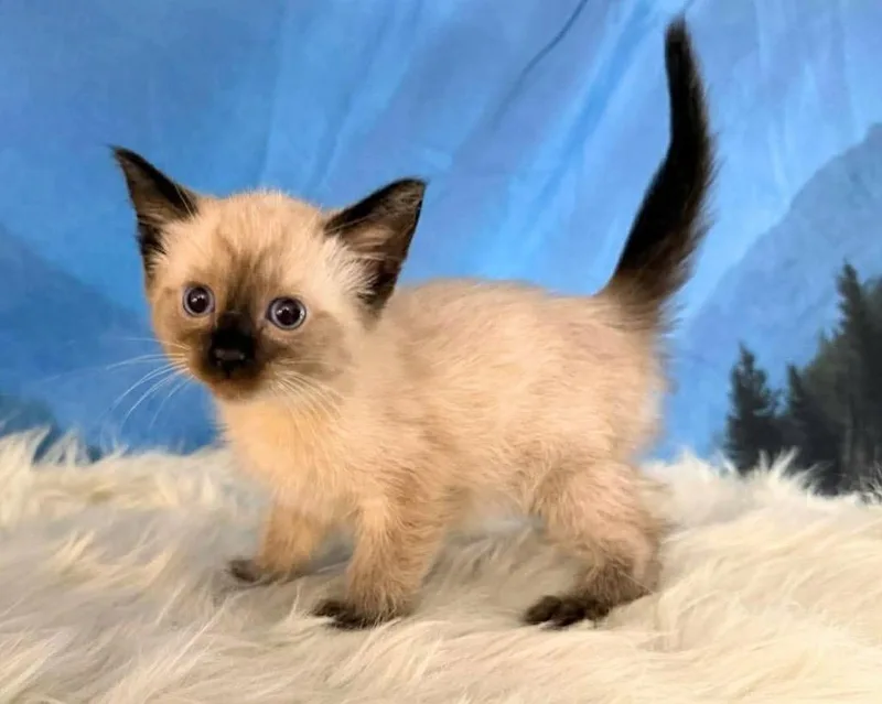 Wickett