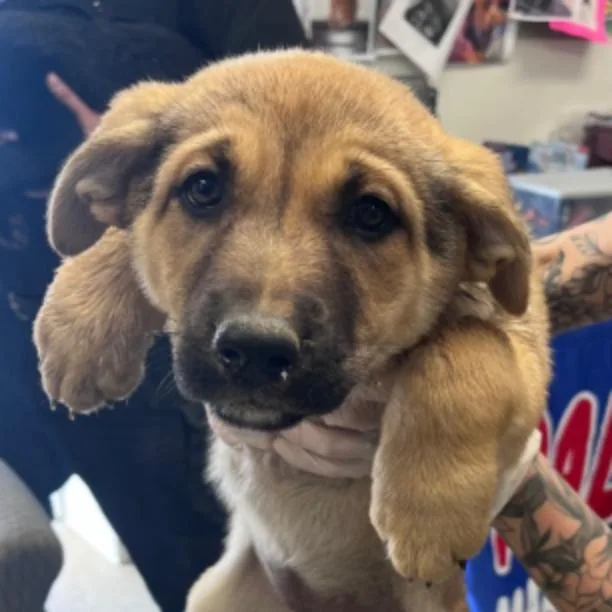 A baby small-sized female Shepherd dog named Monica for adoption in Los Angeles, CA