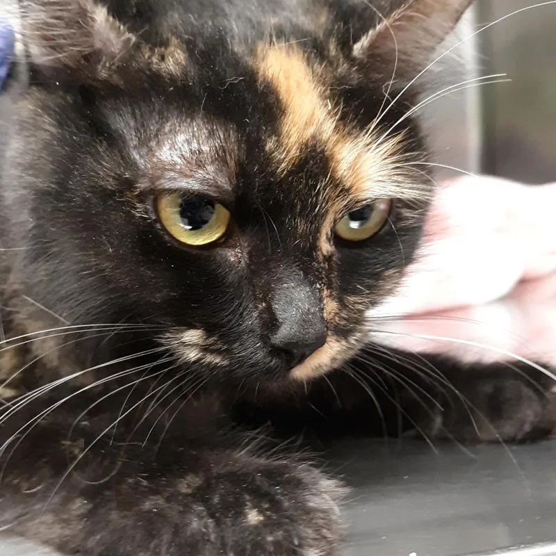 An adult medium-sized female Domestic Medium Hair cat named Brie for adoption in Spokane, WA