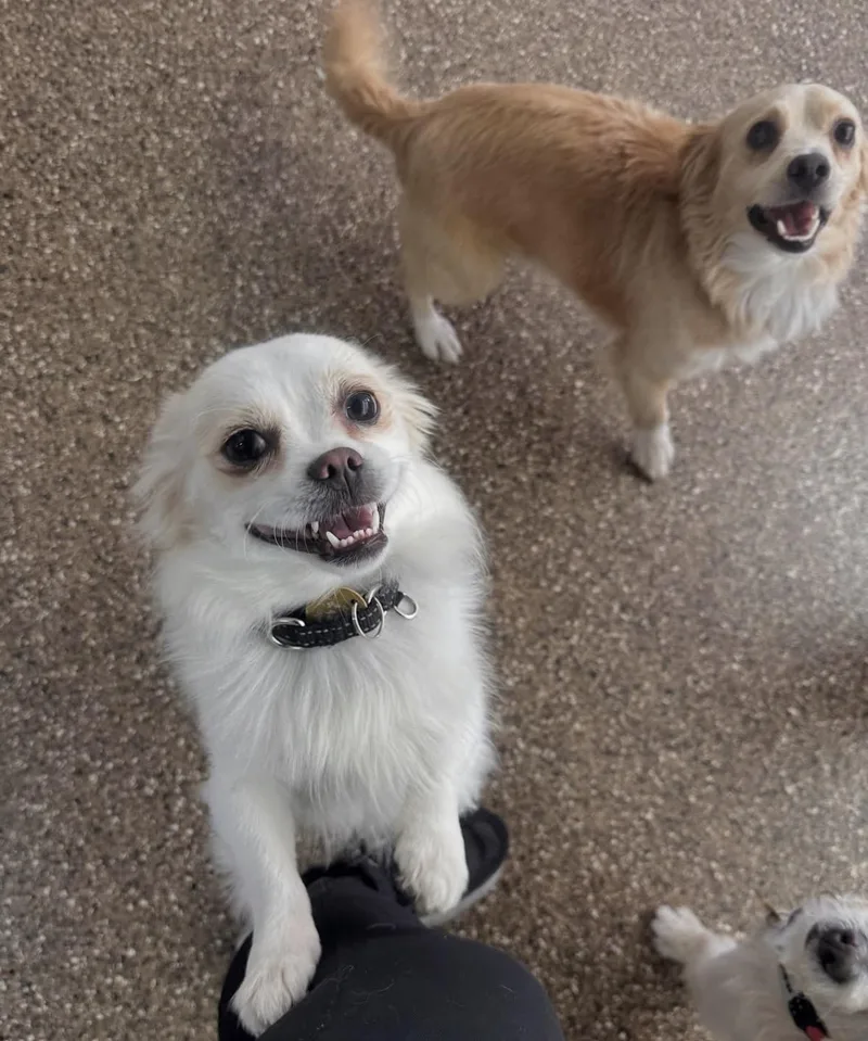 An adult small-sized male Pekingese dog named Herman for adoption in Pasadena, CA
