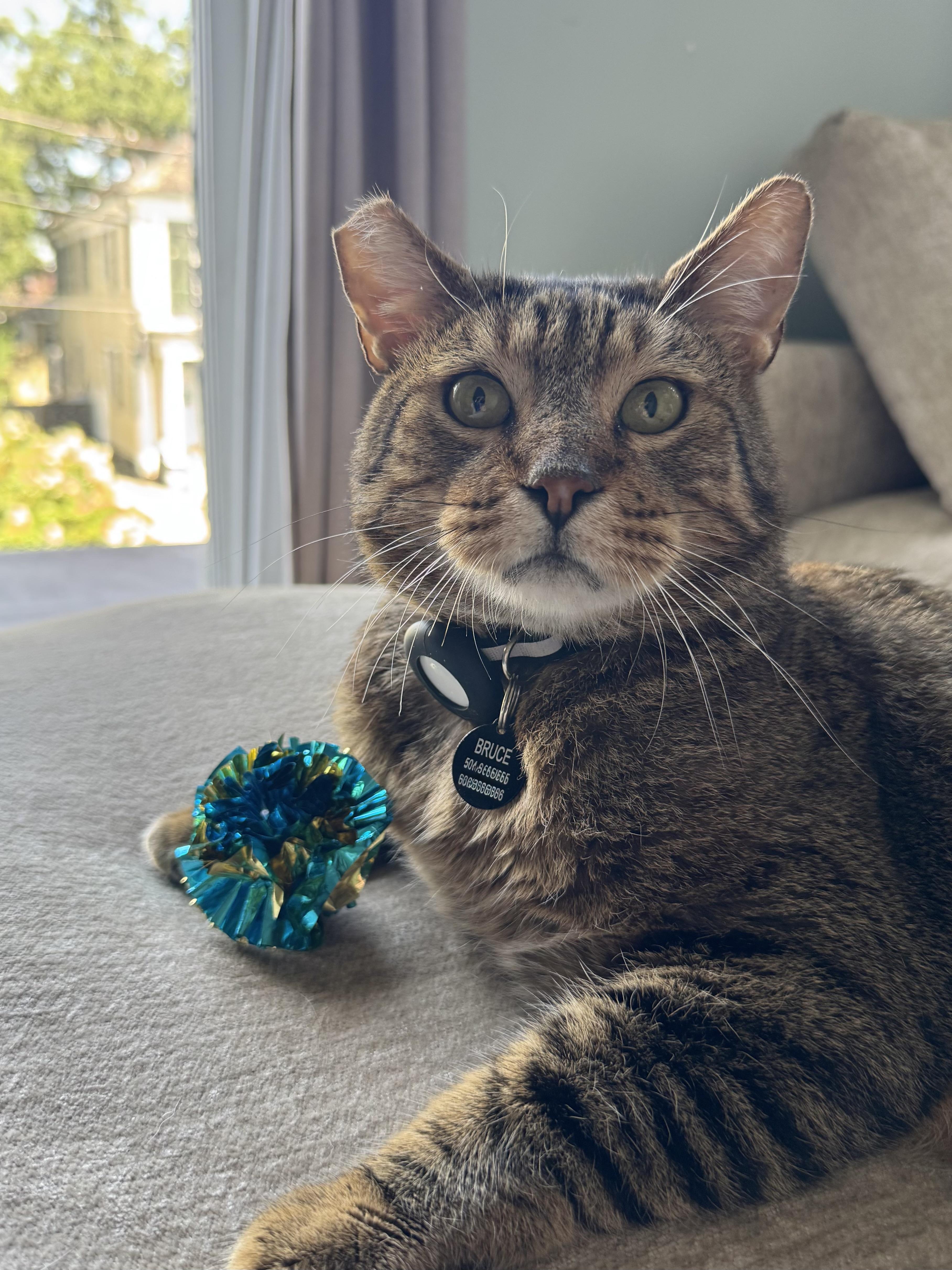 An adult large-sized male Tabby (Gray / Blue / Silver) Domestic Short Hair cat named Bruce for adoption in New Orleans, LA