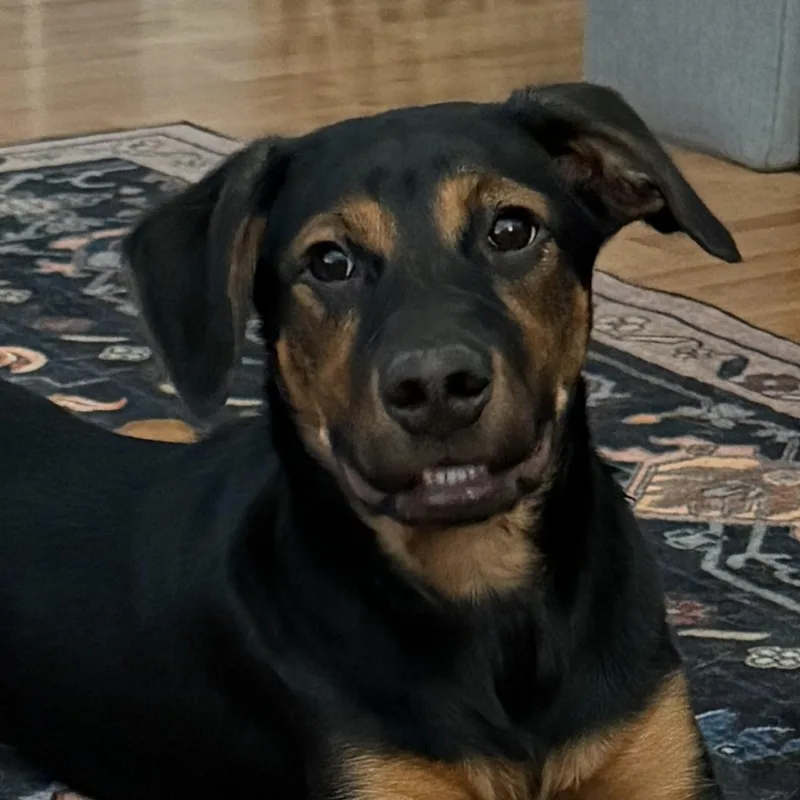 A baby medium-sized female Coonhound dog named Sequoia for adoption in Richmond, VA