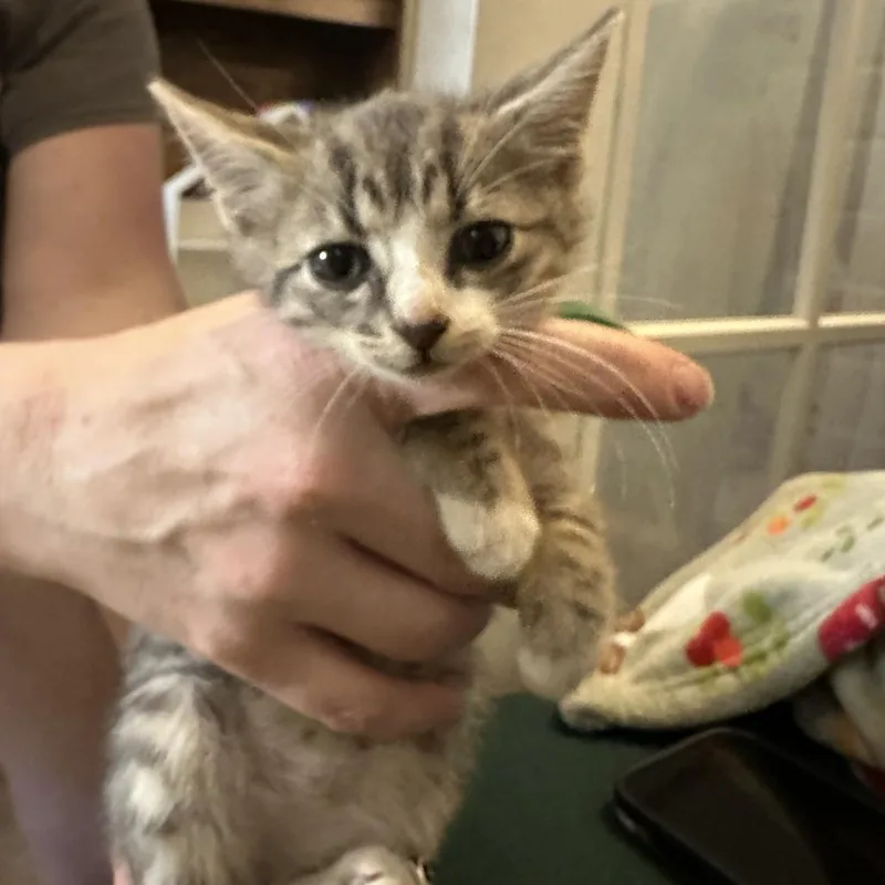 A baby small-sized male Gray / Blue / Silver Domestic Short Hair cat named Joey for adoption in Webster, TX