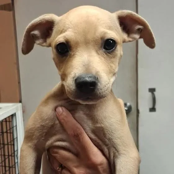 A baby medium-sized male Labrador Retriever dog named Sam for adoption in Grand Bay, AL