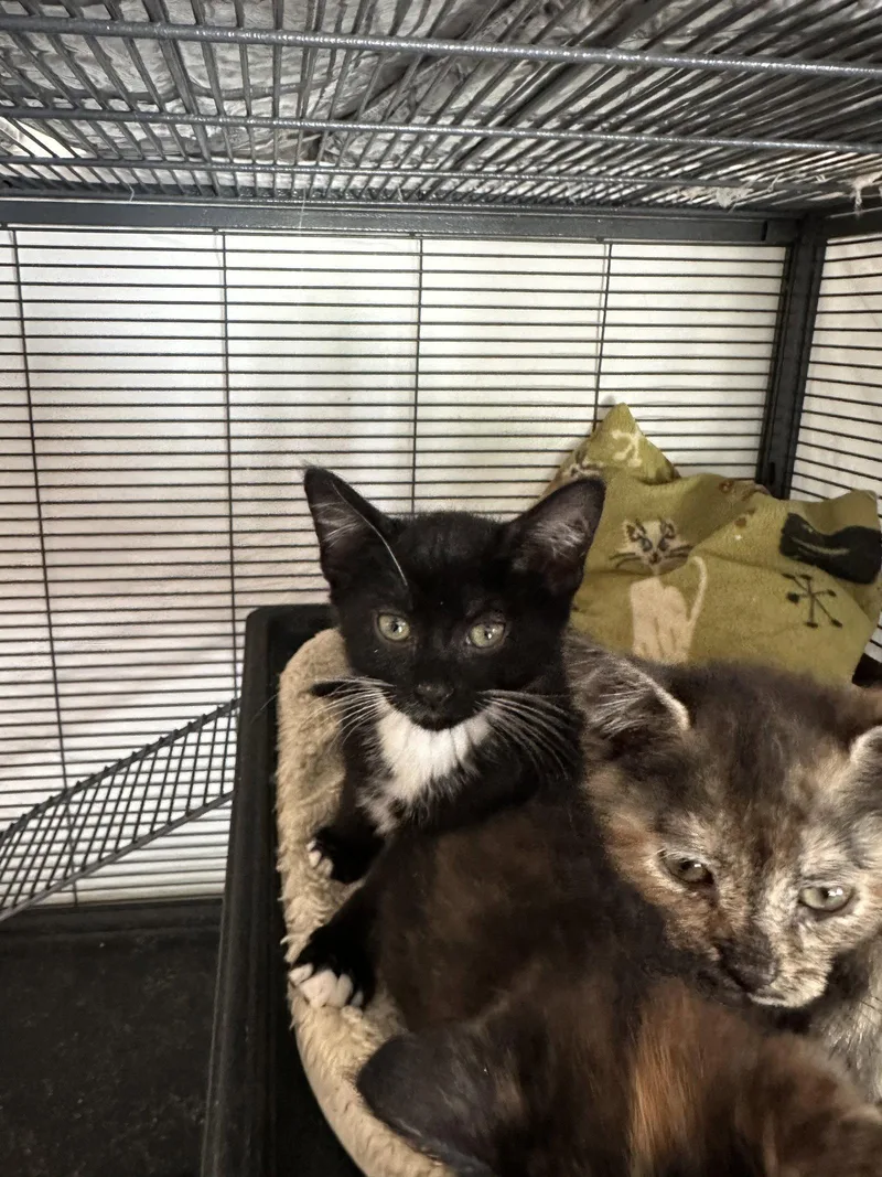 A baby medium-sized male Black & White / Tuxedo Domestic Short Hair cat named Corn Chip for adoption in Broomall, PA