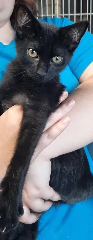 A young medium-sized male Black Domestic Short Hair cat named Pepsi for adoption in Georgetown, OH