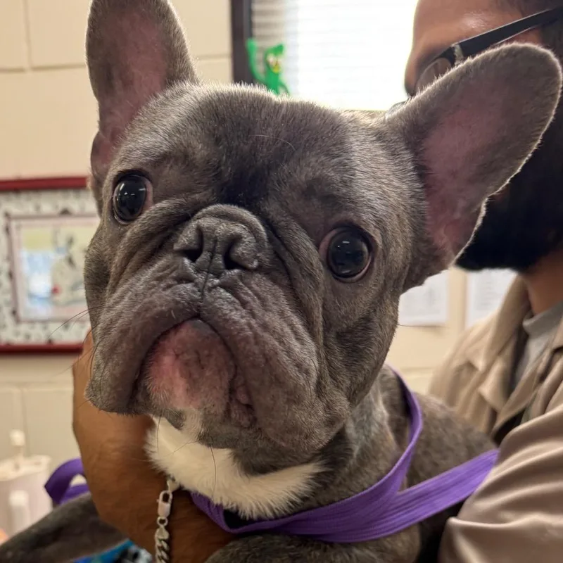 A young small-sized male French Bulldog dog named Hoss for adoption in Lake Panasoffkee, FL