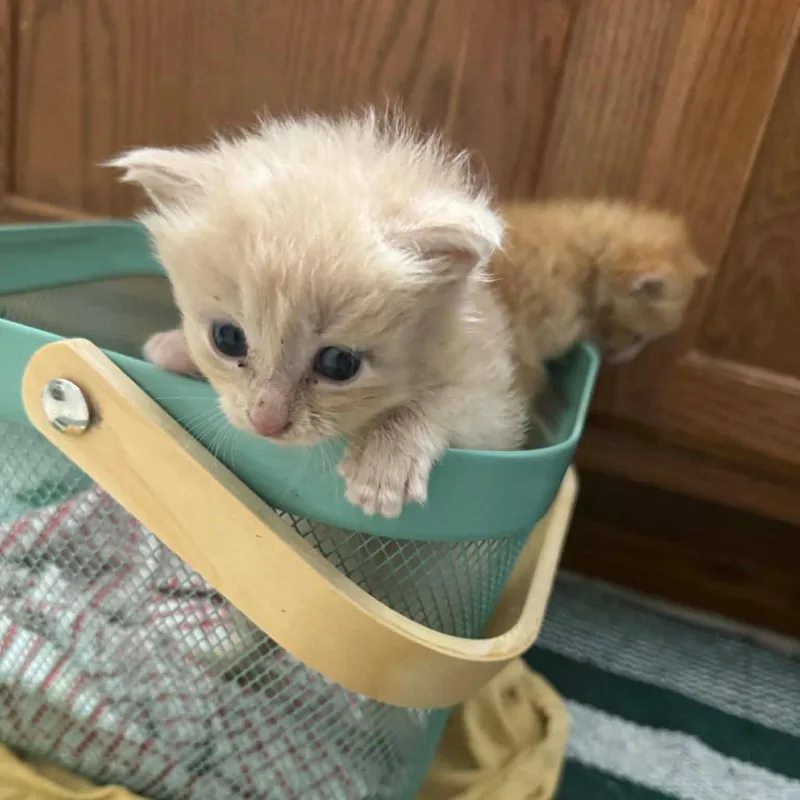 Princess Peach thumbnail 2