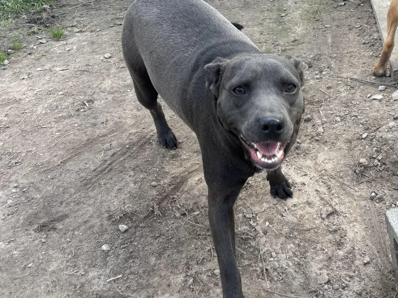 An adult medium-sized female Gray / Blue / Silver Mixed Breed dog named Gemma for adoption in Coldspring, TX