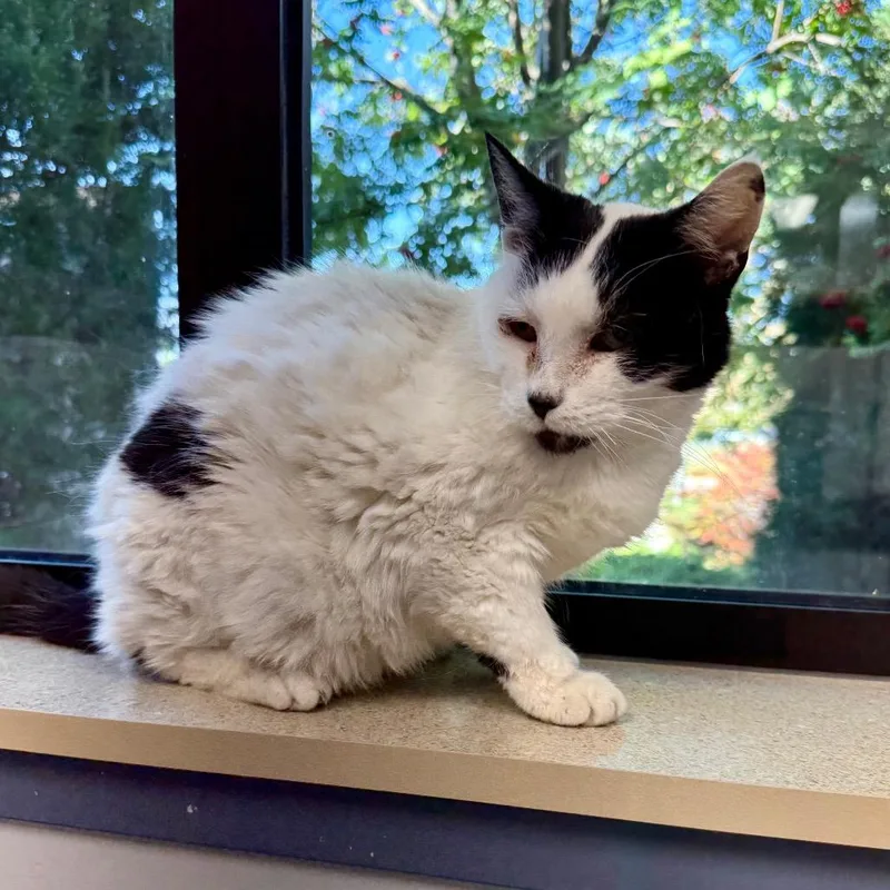 A senior medium-sized female Domestic Short Hair cat named Purrsephonie for adoption in Great Falls, MT