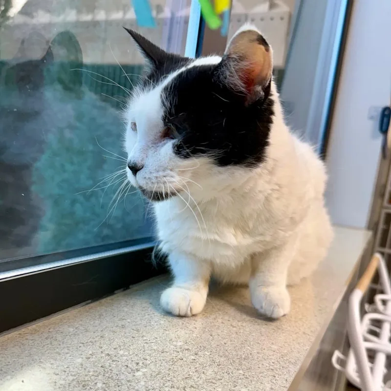 Purrsephonie thumbnail 2