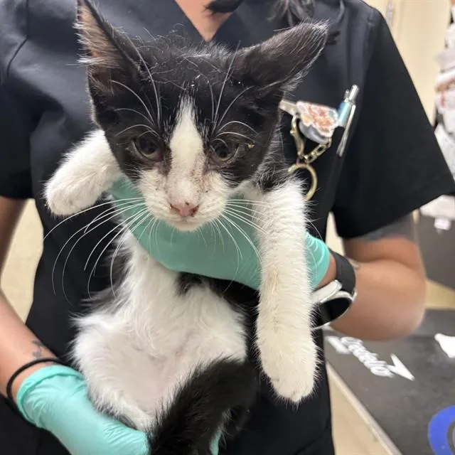 A baby small-sized male Domestic Short Hair cat named Eren for adoption in Riverside, CA