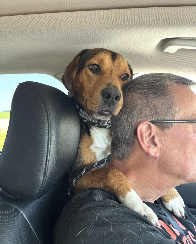 An adult medium-sized male Beagle dog named Jake for adoption in Brookville, OH