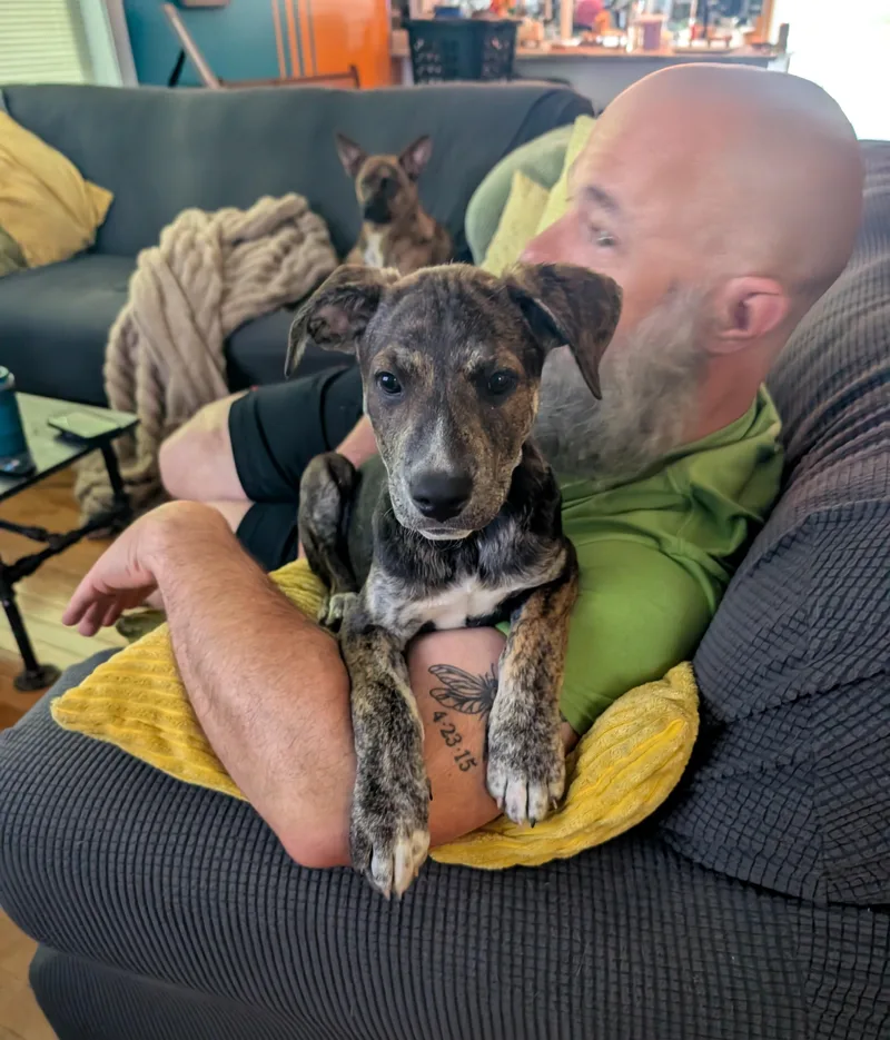 A baby medium-sized female Brindle Pit Bull Terrier dog named Jupiter for adoption in Albany, NY