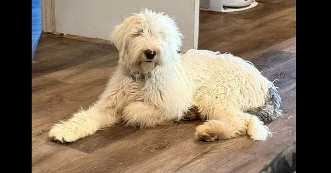 A young large-sized male White / Cream Old English Sheepdog dog named Newton for adoption in Dallas, TX
