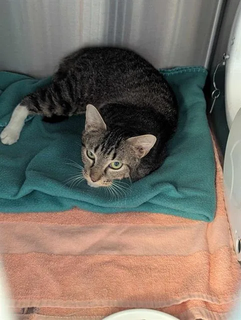 A young small-sized female Domestic Short Hair cat named Sophie for adoption in Brunswick, GA
