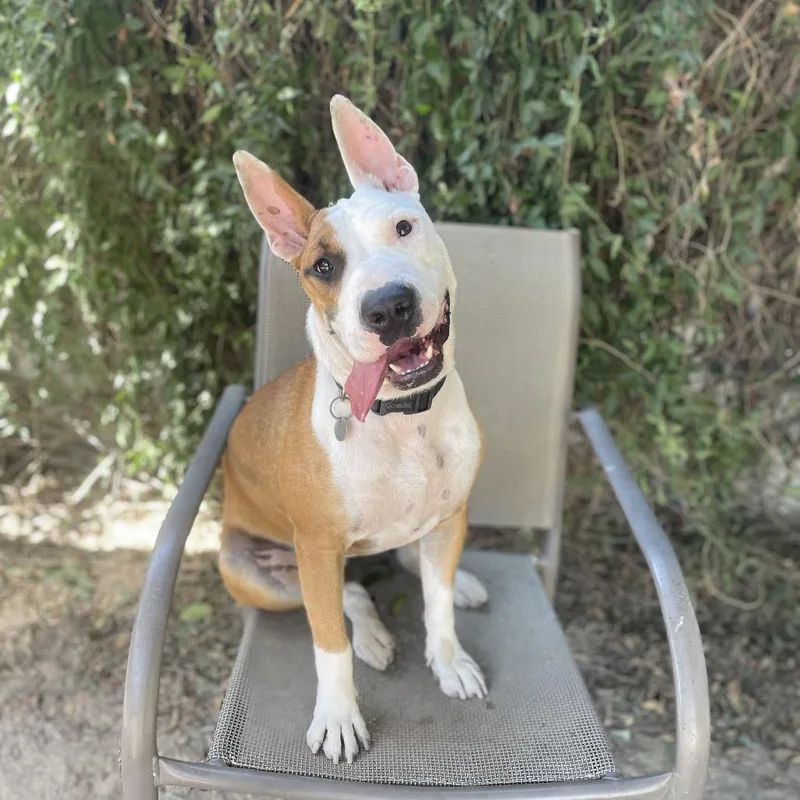 An adult medium-sized male Brown / Chocolate Bull Terrier dog named Angus Boy for adoption in Riverside, CA