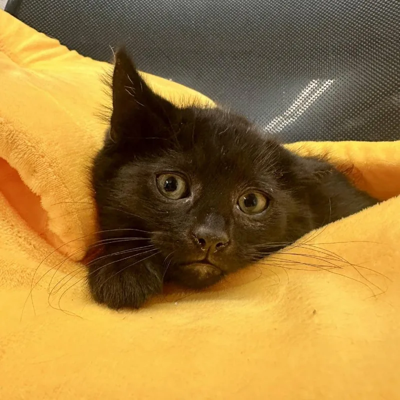 A baby medium-sized male Black Domestic Short Hair cat named Indigo for adoption in Medford, OR