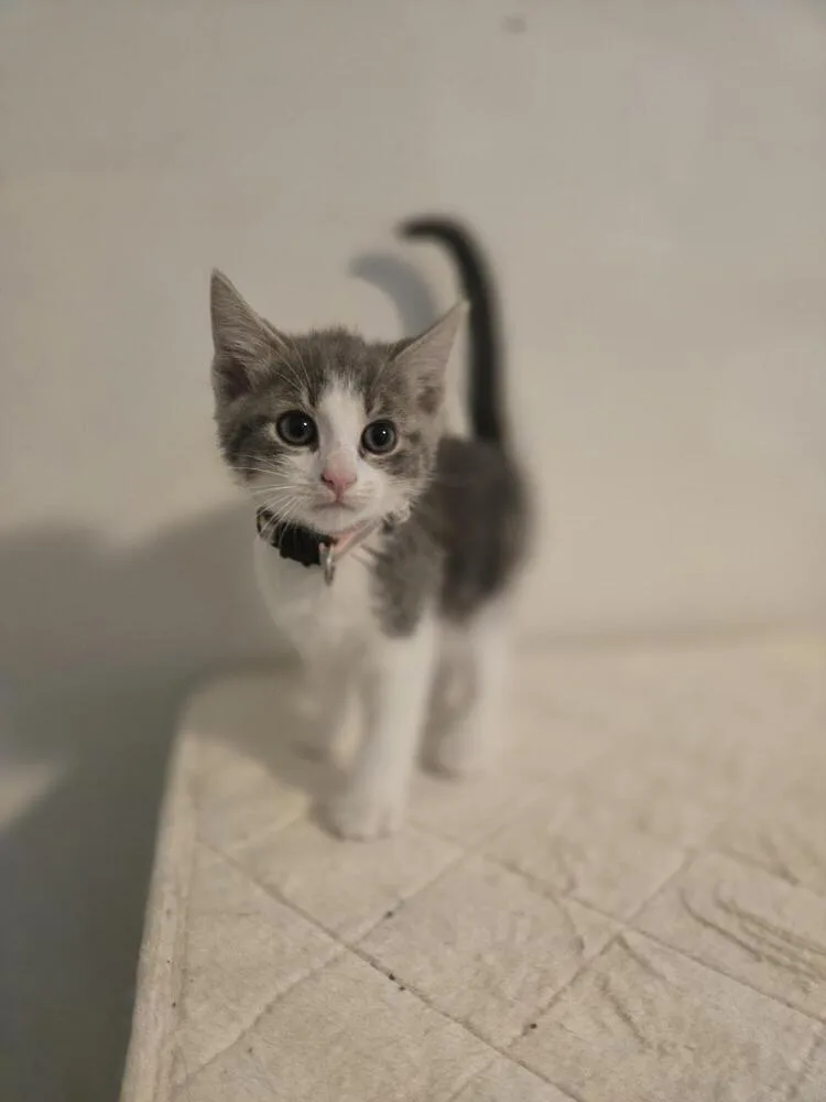 A baby small-sized male Gray & White Domestic Short Hair cat named Jarvis for adoption in Cary, NC