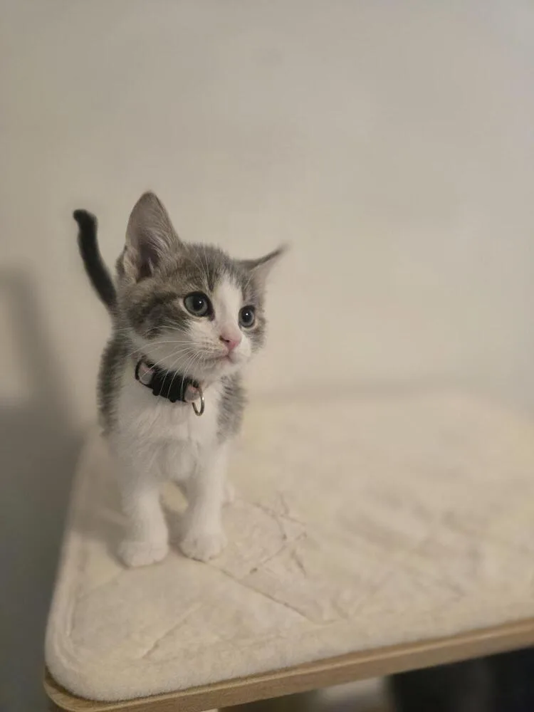 Jarvis thumbnail 2