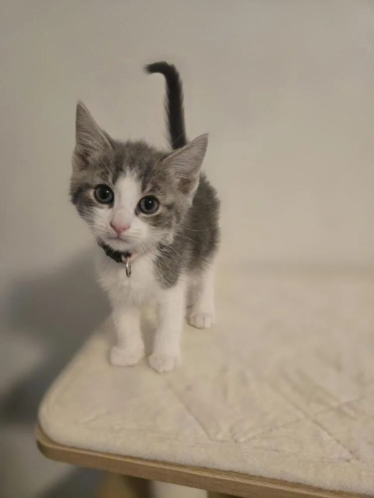 Jarvis thumbnail 3
