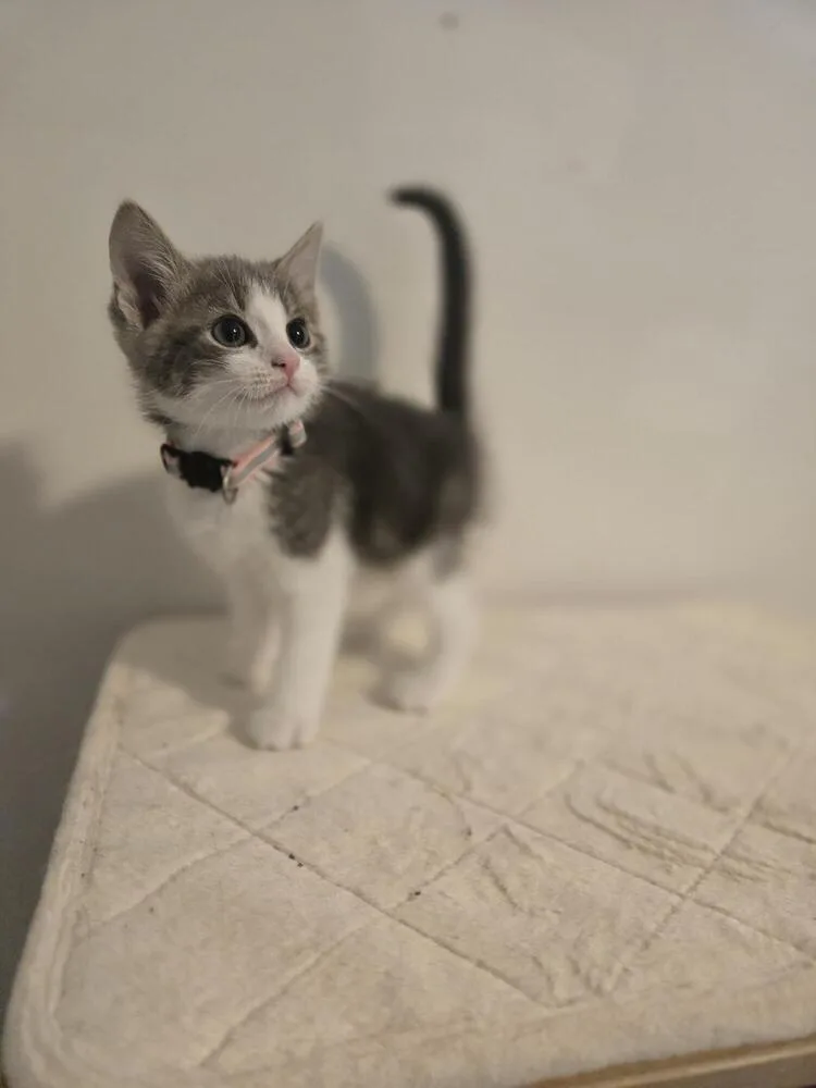 Jarvis thumbnail 4