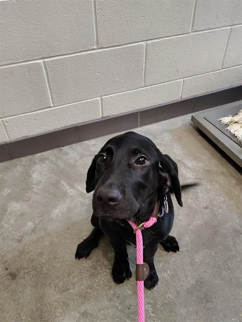 A baby small-sized female Labrador Retriever dog named Bee for adoption in Leesburg, VA
