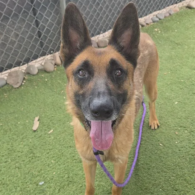 An adult large-sized male German Shepherd Dog dog named Rocket for adoption in Phoenix, AZ